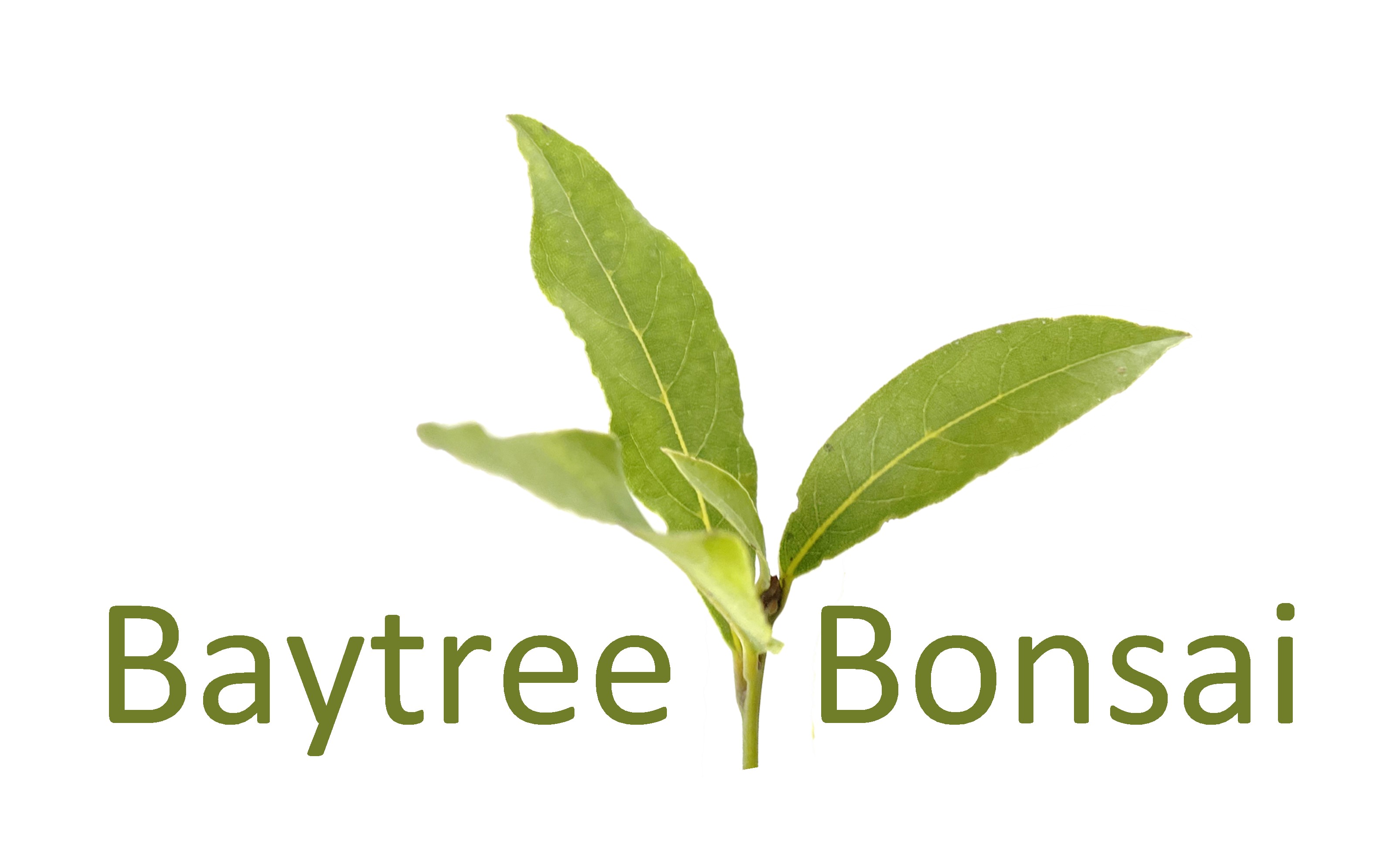 Baytree bonsai